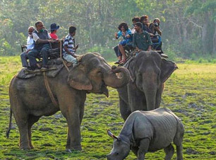 Elephant Safari Booking