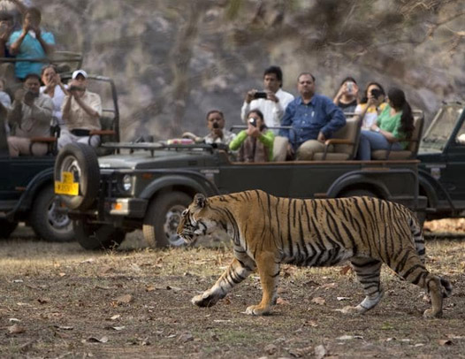 Gypsy Safari in Jim Corbett
