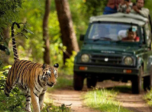 Corbett Holiday Canter Safari