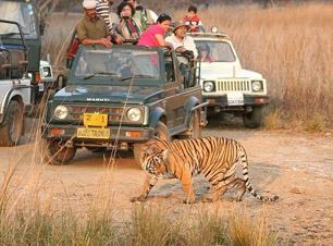 Dhikala 1 Night Tour